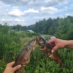 Siedlisko13 롯지 *